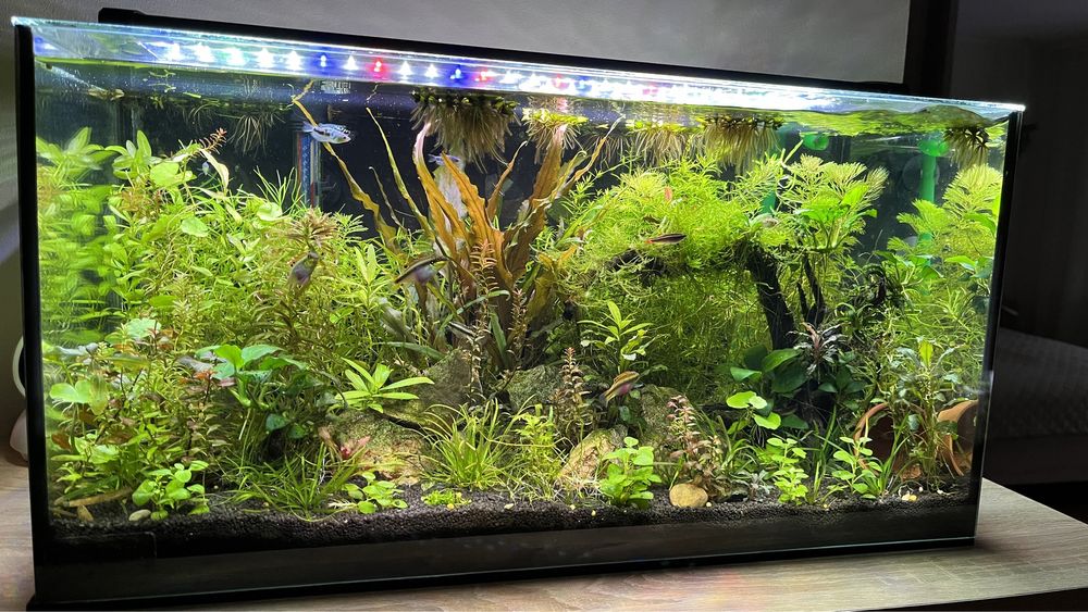 Amenajare acvarii , mententanta acvarii