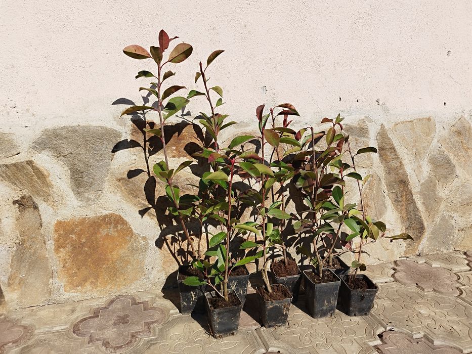 Photinia Red Robin 40-60 cm