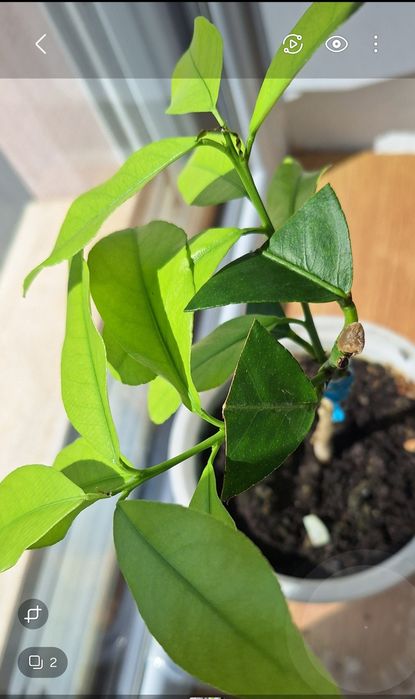 Lămâi altoiți Craiova.