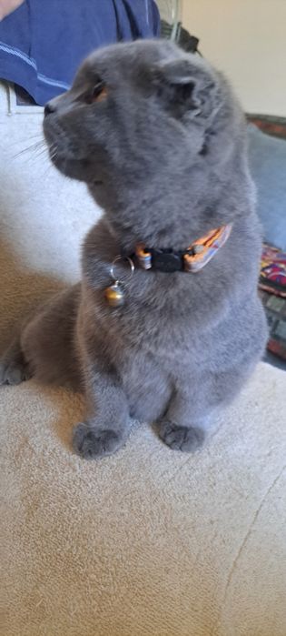 Кошка выслоухая шотландская