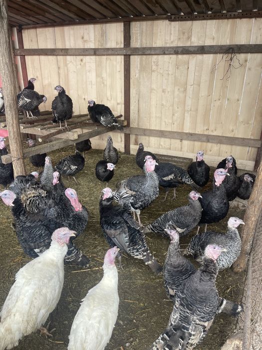 Curci si curcani de vanzare