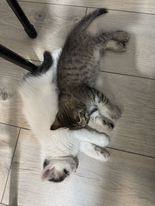 Отдам котят в добрые руки