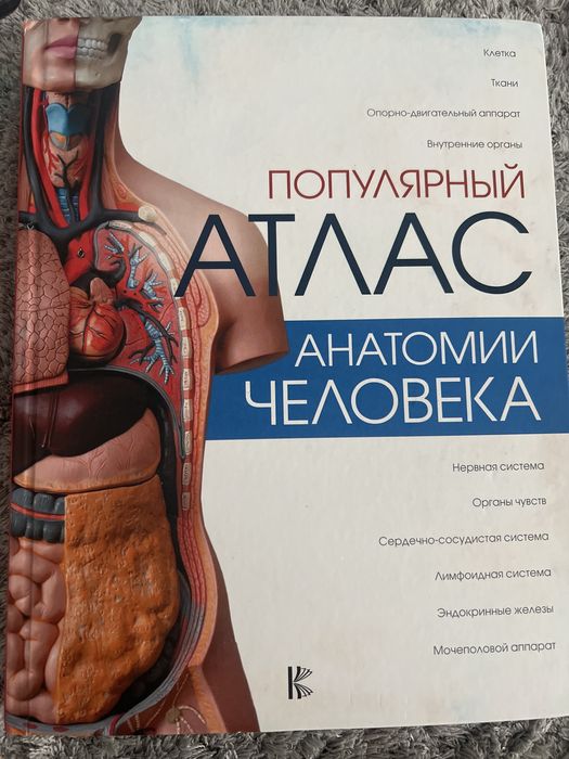 Анатомии человека