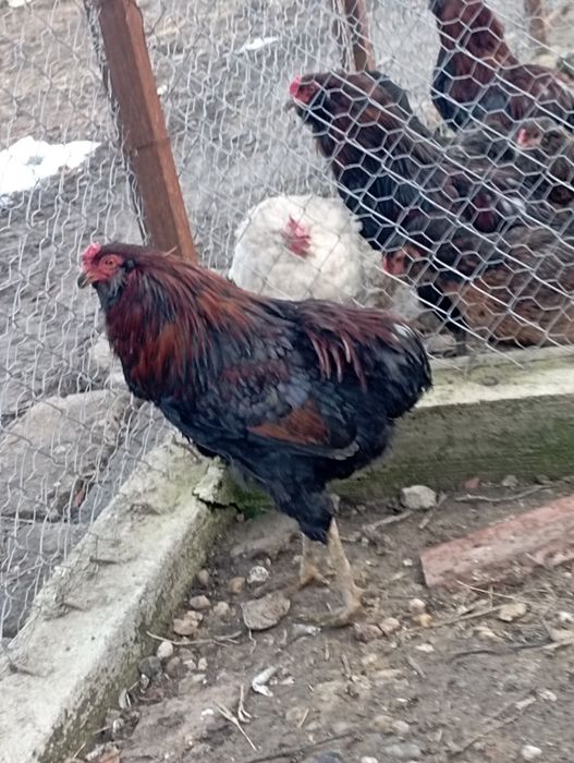 Cocoși araucana potârnichiu