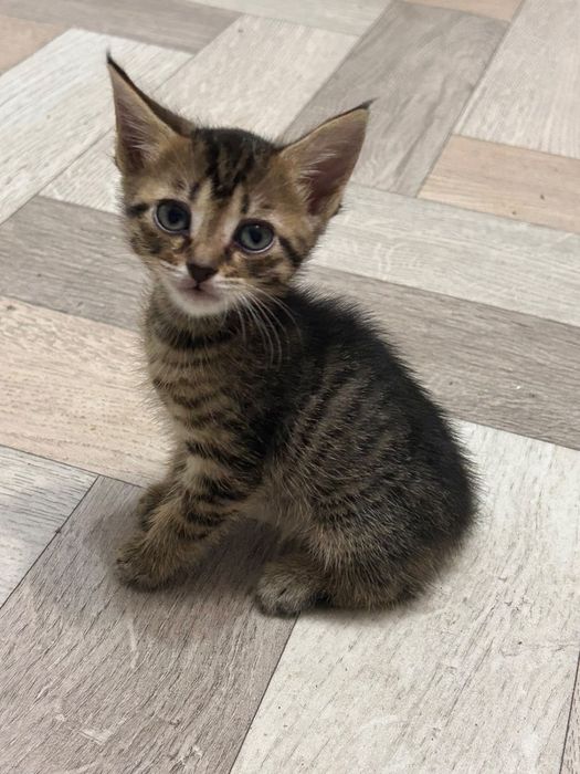Отдам котят в хорошие руки!