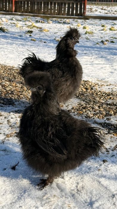 Schimb următoarele păsări cu găini tinere  de țară