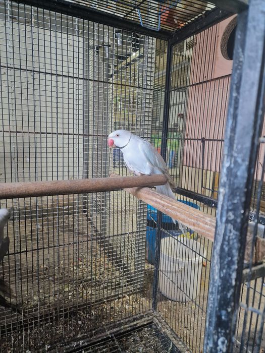 Papagali micul alexandru