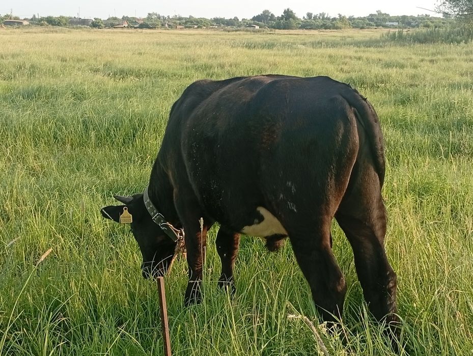 Продам бычка 350000