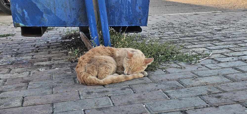 нашли рыжего кота кастрата