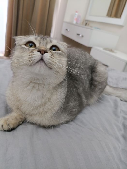 Кошка девочка вязка.