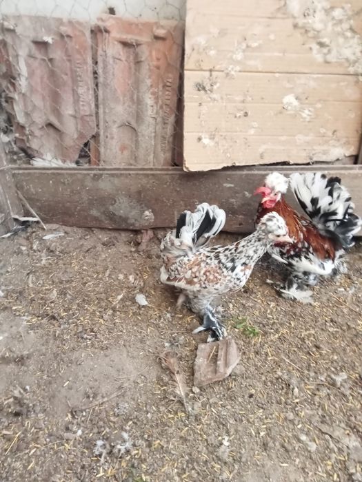 Продавам Бреговски джинки