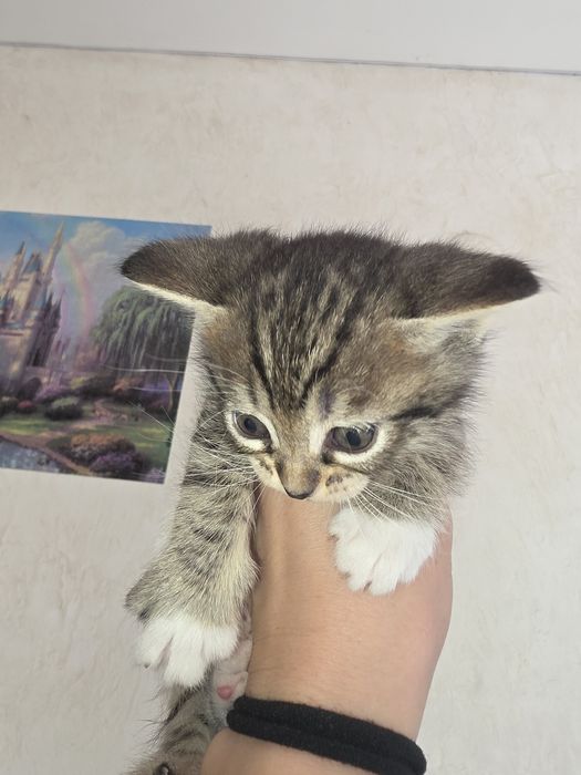 Отдам бесплатно  котенка девочка