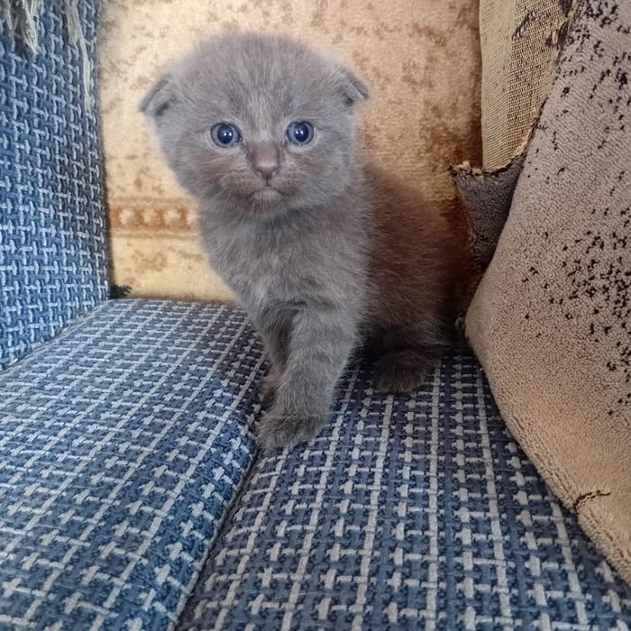 Котята британские