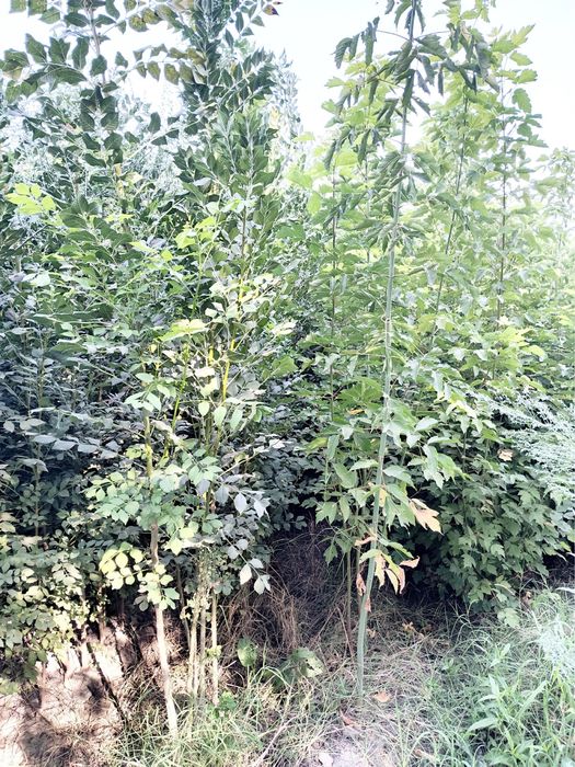 Mevalik va dekorativ kochatlar sotiladi dehqondi ozidan