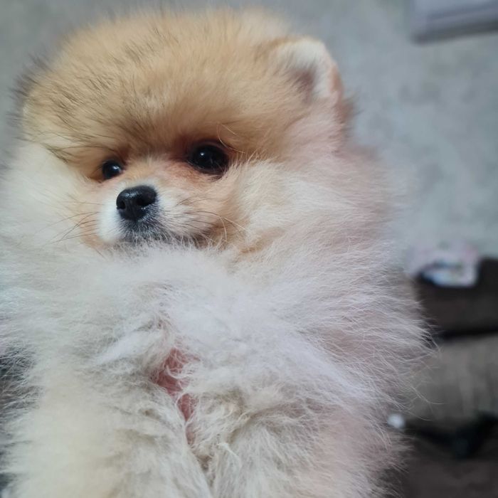 Померанский миник шпиц