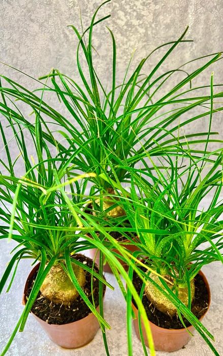 Нолина, или бутылочное дерево