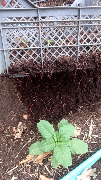 Biogumus va kaliforniya chuvalchangi