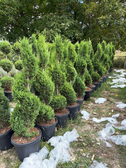 Leylandii la ghiveci