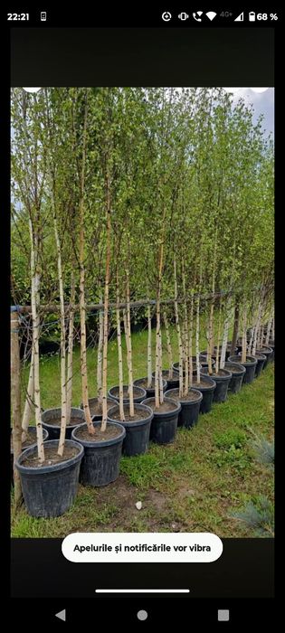 Brazi / Mesteacăn / Platan / Leylandii