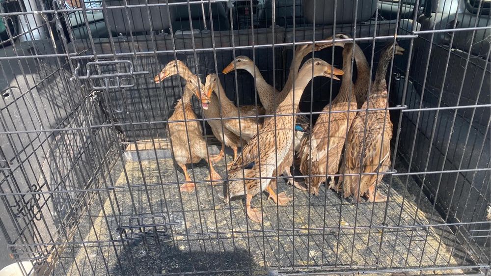 Rata indiana alergatoare