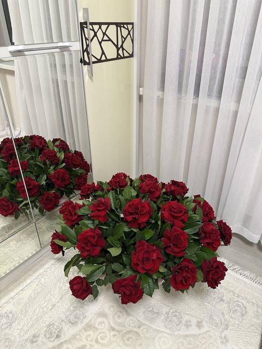 Продам цветы свежие