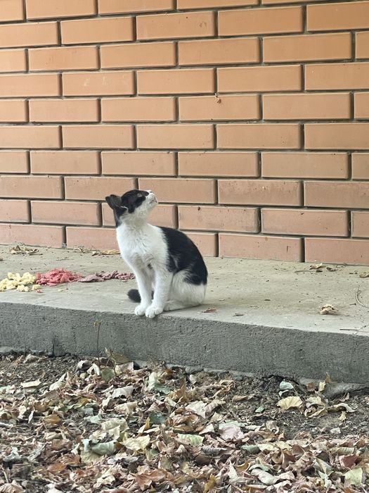Отдам котят в добрые руки. Котята