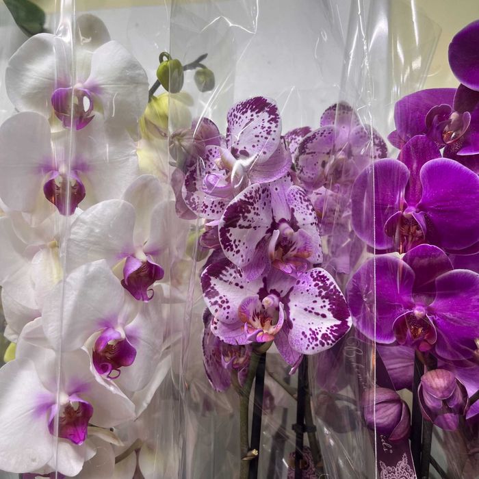 ОРХИДЕИ в горшке
