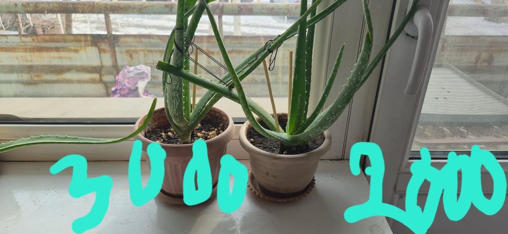 Алоэ продам лечебный