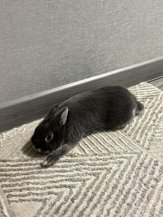 Нидерландский декоротивный кролик