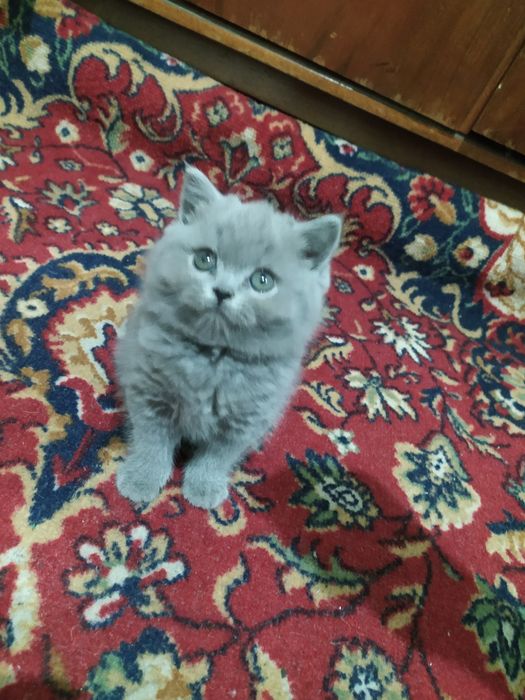 Британиский страйт три