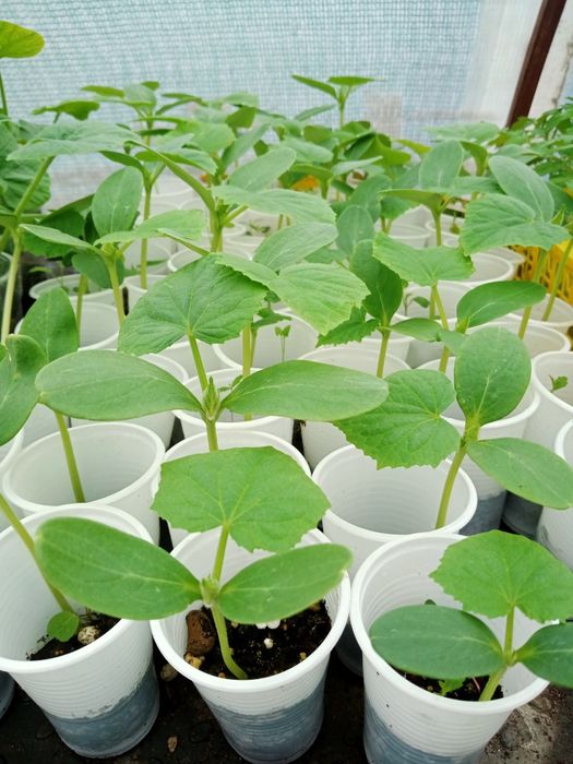 Продам овощную рассаду