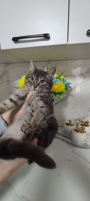 Котенок мальчик.