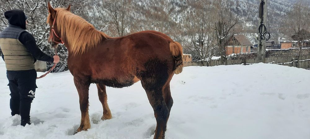Vând Mânz de 2 ani cu pașaport