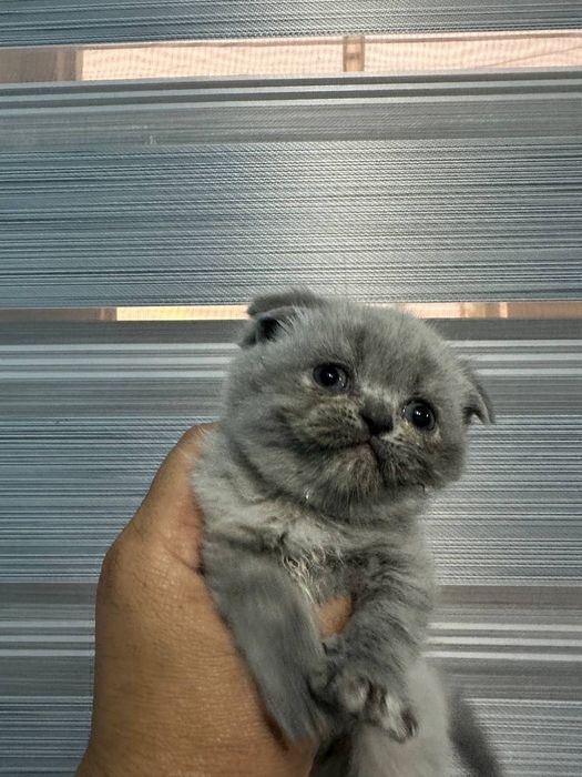 Scottish Fold mushuk