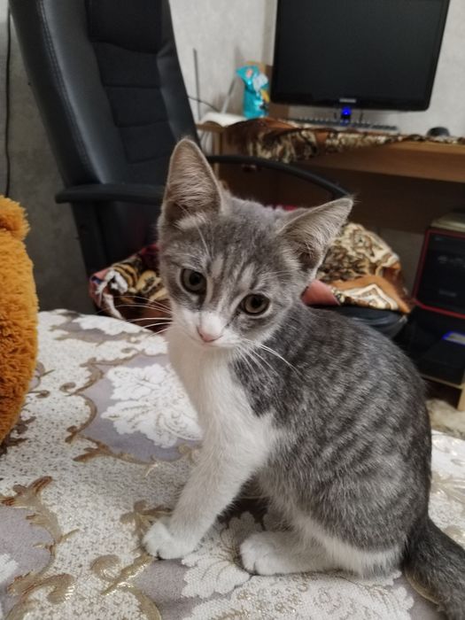 Котёнок в добрые руки