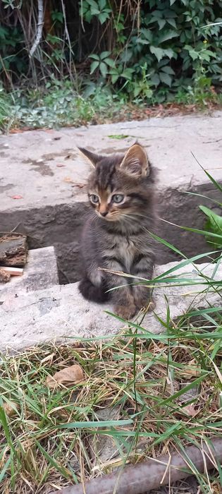 Отдам Котят бесплатно