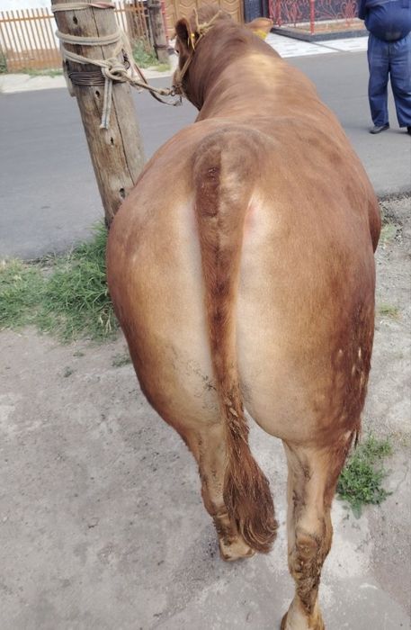 Limuzin buqa sotiladi