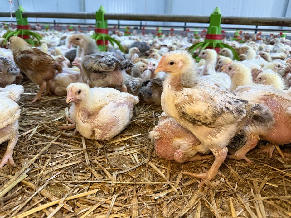 Pui de carne si rasa mixta