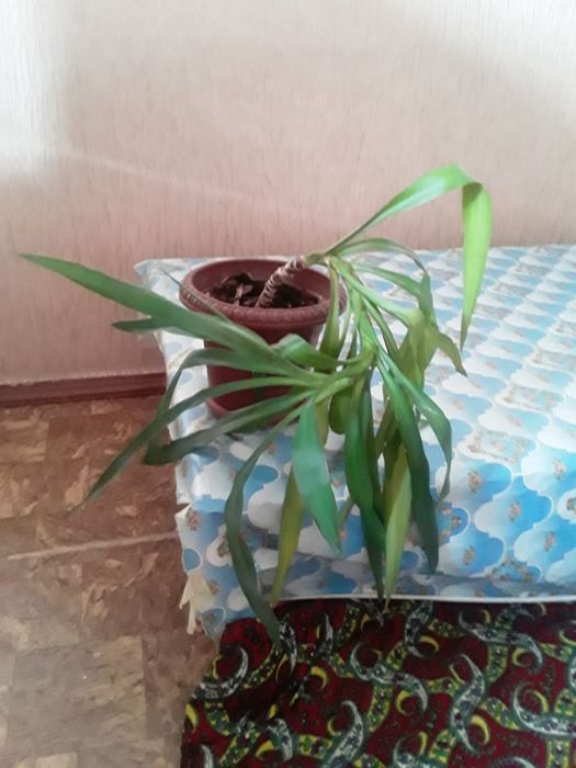 Юкка обмен предлагайте