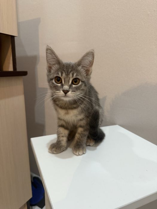 Котенок Касиапия с документами! Чипирована