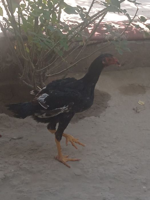 Дакан куланги жуда чемпион ни боласи 700.000