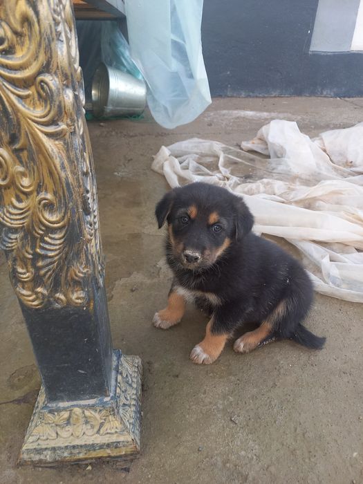 Katta bo'ladigan kuchukchalar bor!