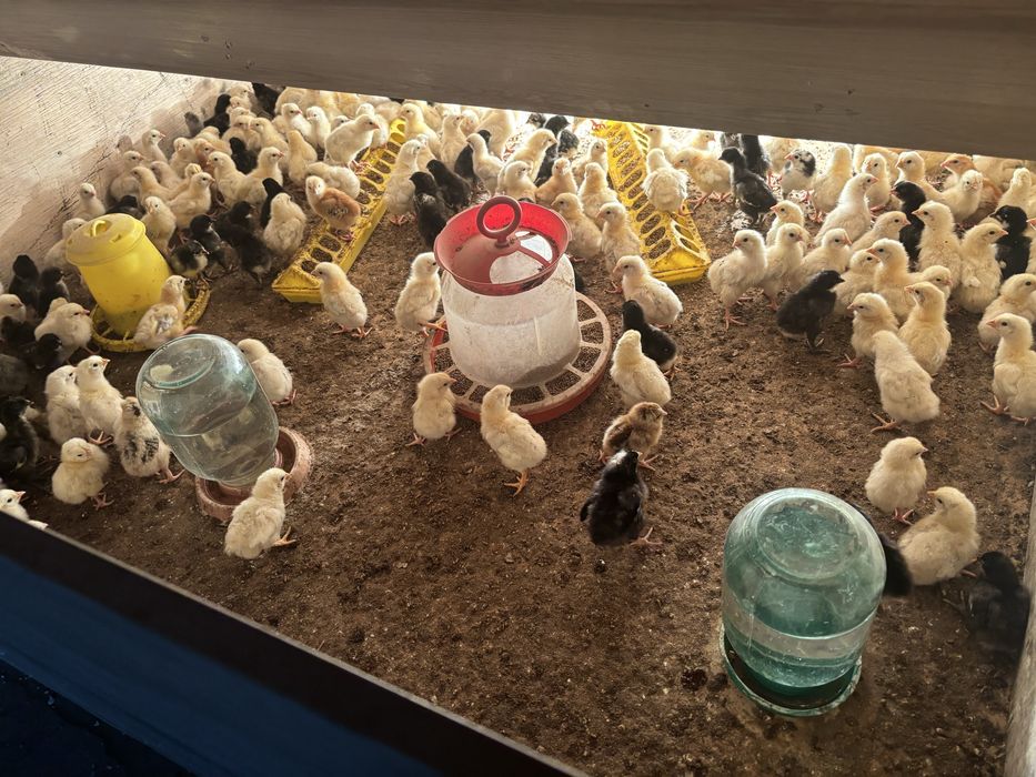 Адлер балапандары сатылады