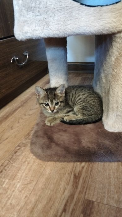 Отдам котят в добрые руки