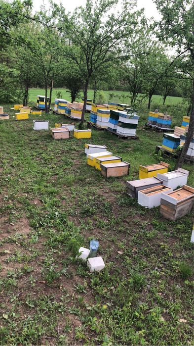 Пчелни отводки