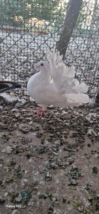 Vând un porumbel voltat /pavă !!!
