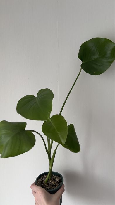 Монстера монстера лиана