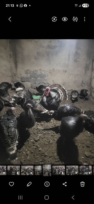 Продам индюков годовалый.