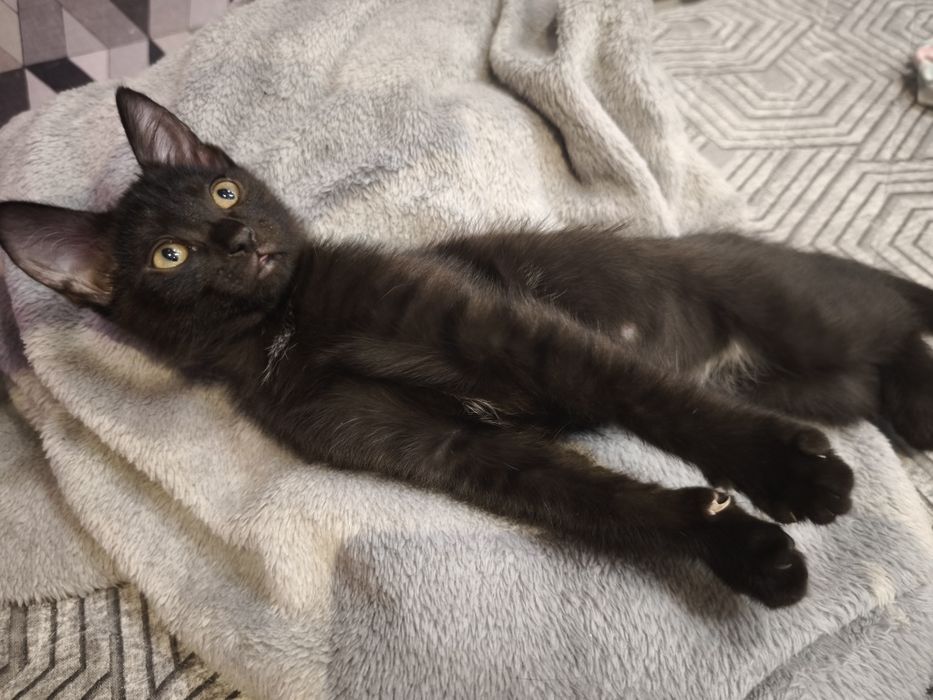 Котята бесплатно!