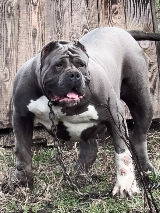 American bully XL / Американско були ХЛ